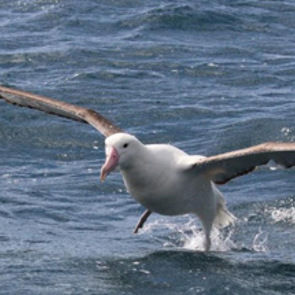 Northern royal albatross - credit: Sarah Wilcox