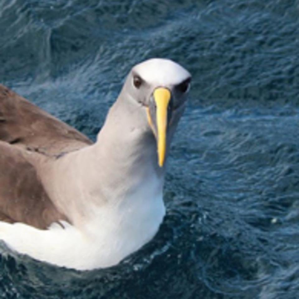 Buller's albatross - credit: Sarah Wilcox