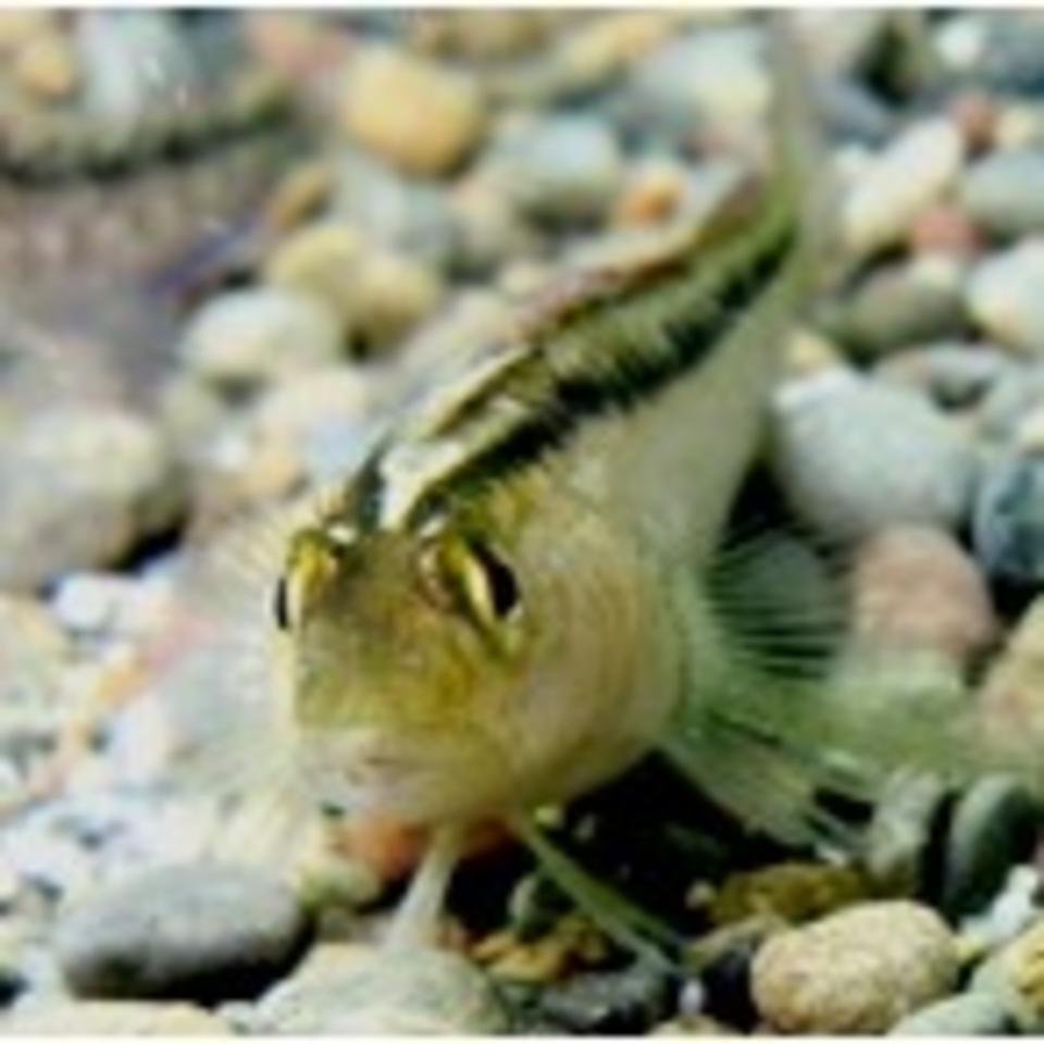 A Common Triplefin
 - credit: Philipp Neubauer