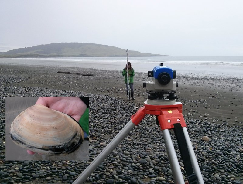 Toheroa at Orepuki beach