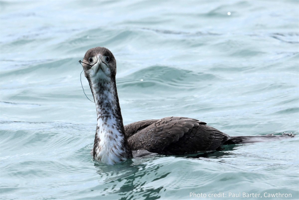 Pied shag in Nelson harbour with embedded fishing line and hook.